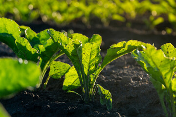 In a farm field, vibrant green leaves of vegetables rise from dark, moist soil. Sunlight filters...