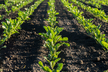 Rows of vibrant green plants thrive in rich soil on a farm during early morning. The sun...