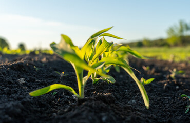 In a sunlit field during the early morning, a young corn sprout breaks through dark, fertile soil, symbolizing the beginning of the growing season and renewal