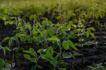 Lush green soybean plants thrive in a field under the warm glow of late afternoon light, highlighting their vibrant leaves and healthy growth cycle
