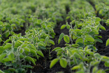 Rows of vibrant green soybean plants flourish in a well-tended field, bathed in sunlight during a...