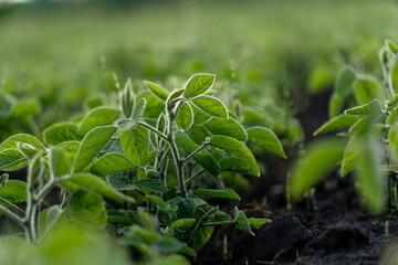 Young soybean plants emerge from rich soil as the sun rises, illuminating the field with vibrant...