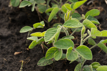Emerging soybean plants are thriving in dark, fertile soil, reflecting the promising growth of agricultural crops in a tranquil rural setting during spring