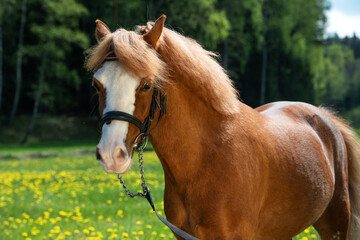 portrait of beautiful chestnut  sportive welsh pony posing against trees at sunny day