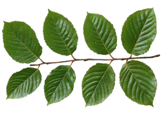 Branch w/8 green leaves, veins, black backdrop