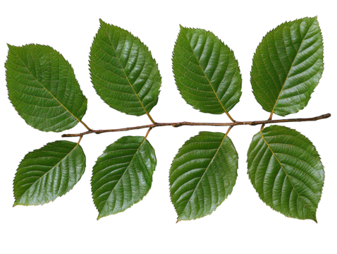Branch w/8 green leaves, veins, black backdrop