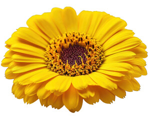 Bright yellow flower with textured, brownish center