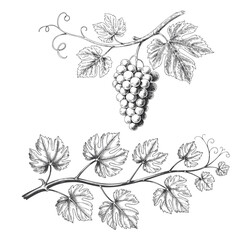 Vintage hand drawn grape vine vector illustration with leaves. Grapes and vine leaves branch in line work style.  © Artverza
