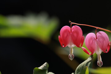 Bleeding heart flower close-up