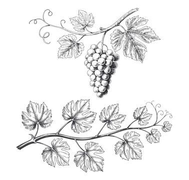 Vintage hand drawn grape vine vector illustration with leaves. Grapes and vine leaves branch in line work style.
