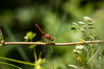 Libellula
       