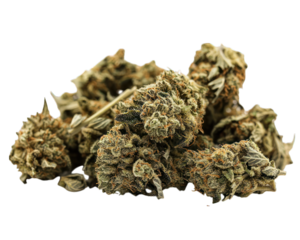 Close-up heap of clustered buds with orange pistils