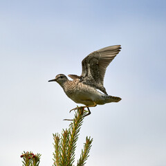 Small Eurasian Wader - Wood Sandpiper in Freshwater Environment Keywords: Wood Sandpiper, Tringa...