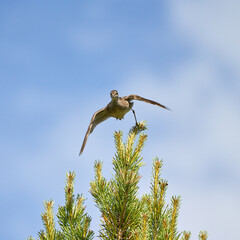  Wood Sandpiper in a Freshwater Wetland Environment, Captured in Motion Keywords: Wood Sandpiper,...