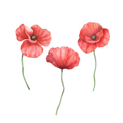 Set with red poppies. Hand-painted watercolor illustration. Delicate floral art with soft natural tones, isolated on a white background. Perfect for botanical designs, greeting and invitational cards.