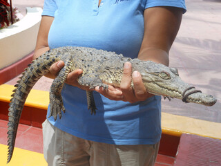 a young man holding an iguana 