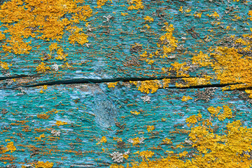 Colorful lichen growth on weathered turquoise wood surface