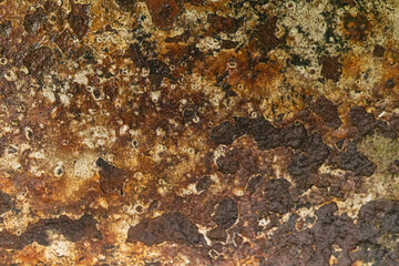 Close-up of natural tree bark texture with varying earthy tones and patterns