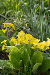 yellow flower primrose in the garden