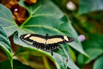 Fototapeta premium Colorful butterfly perched on vibrant green leaves, showcasing intricate wing patterns and textures, surrounded by lush foliage at butterfly farm at Mariposario Machay Butterfly House in Ecuador