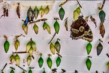 Colorful butterflies emerging from pupae on display at Butterfly House, showcasing transformation...
