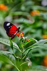 Butterfly farm Mariposario Machay in Ecuador. Vibrant butterfly perched on colorful flower amidst lush greenery in a serene natural environment