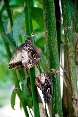 Butterfly farm, Mariposario Machay in Ecuador. Butterflies resting on green bamboo stalks in a lush tropical environment showcasing natural beauty and vibrant colors