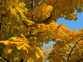 Autumn maple tree yellow leaves.
