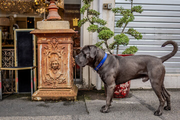 Large dog in Parisian Flea Market,  France 