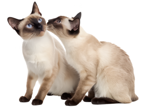 Siamese connection png electrical connector png cable connector png Siamese cable png audio cable connector png isolated on white background image