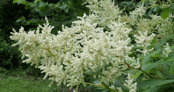 White large panicles of persicaria polymorpha (Dragon white fleece) of stately plumes of creamy-white flowers on terminal arching fleshy stems swaying in the wind