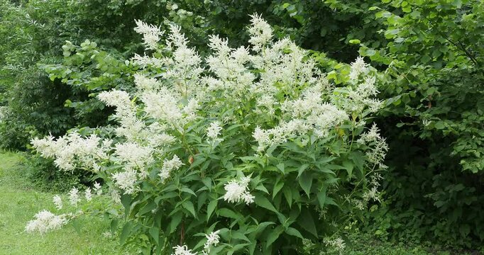 (Persicaria polymorpha) White Dragon Fleece Flowers with large panicles of white cream flowers above pointed green foliage on upright fleshy stems as superb decorative plant in a park

