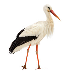 Fototapeta premium Stork animal png large long-legged wading bird png migratory water bird species png elegant bird in flight png wetland wildlife png transparent background image