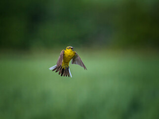 bird yellow wagtail male flying with spread wings on a summer sunny day in the field and singing