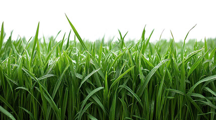 Obraz premium Green grass blades against a black background