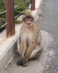 A monkey sits on the roadside at the Rock of Gibraltar