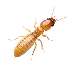 Termite animal png small social insect species png wood-destroying bug png colony-building pest png microscopic arthropod png transparent background image