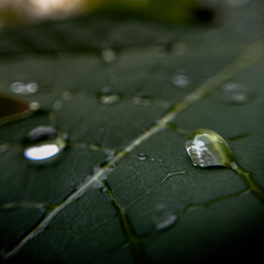Macro photo,water drops on leaf,water drop,beautiful of nature