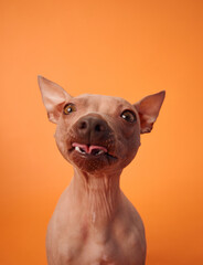 A smiling American Hairless Terrier dog shows its playful nature, sitting against an orange background.