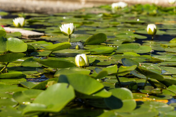 Water lilies blooming on serene pond surface surrounded by lush green lily pads, reflecting...