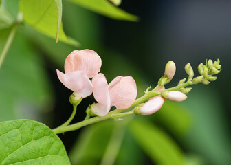 Colorful orange, pink runner bean 