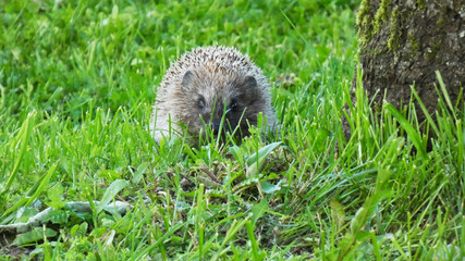 The little hedgehog in the village
