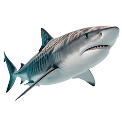 Fototapeta premium Tiger shark animal png large predatory marine fish png striped shark species png ocean apex predator png powerful swimmer png transparent background image