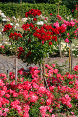 Fototapeta premium Rosengarten im Münsterland