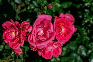 Rosengarten im Münsterland