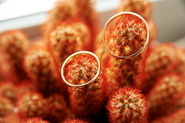 Golden Wedding Rings Resting on Vibrant Red Cactus Plant Spines