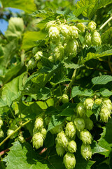 Green hop cones growing on vines in a sunlit garden during the early summer season