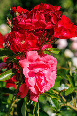 Rosengarten im Münsterland