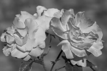 Rosengarten im Münsterland