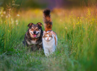 two furry friends cat and dog walking on green meadow in village with tail up